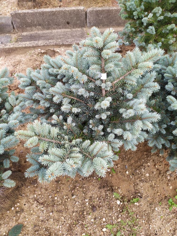 Picea pungens ´Glauca Globosa´
