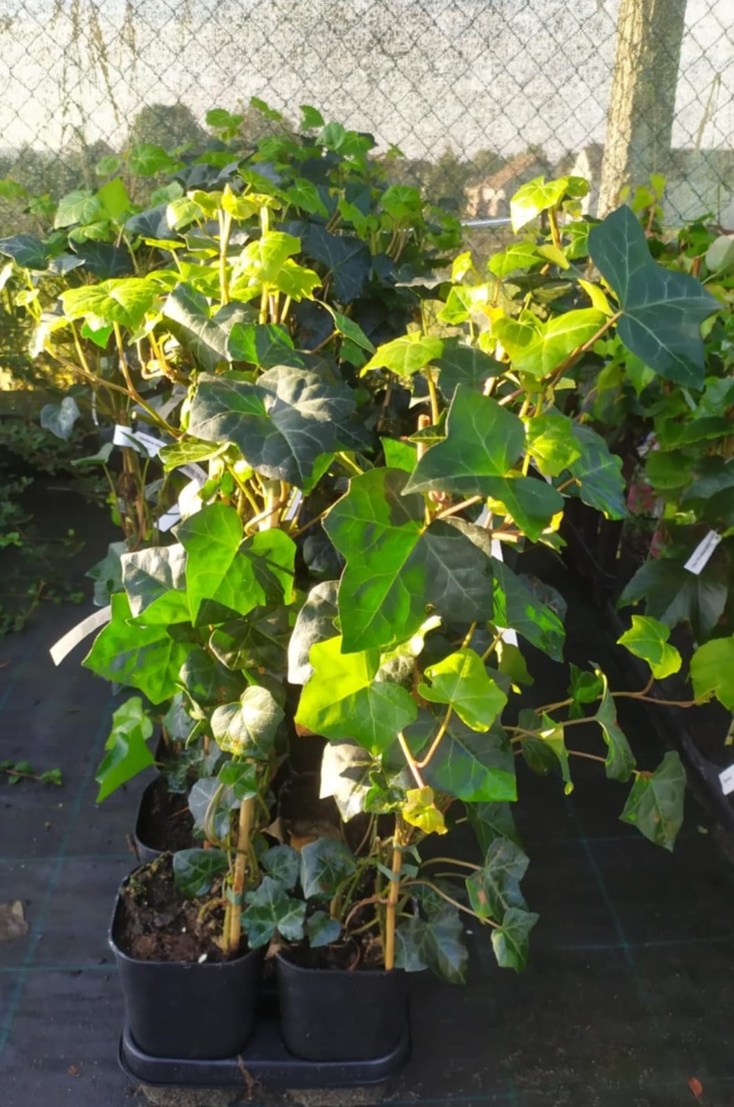 Hedera hibernica