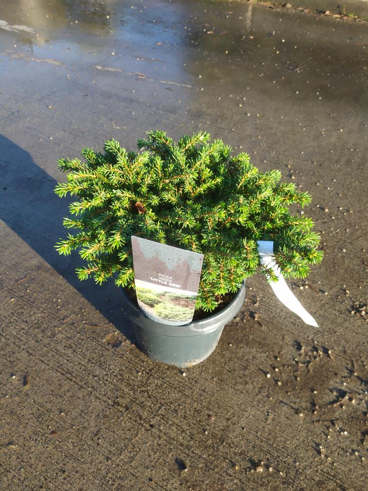 Picea abies ´Little Gem´