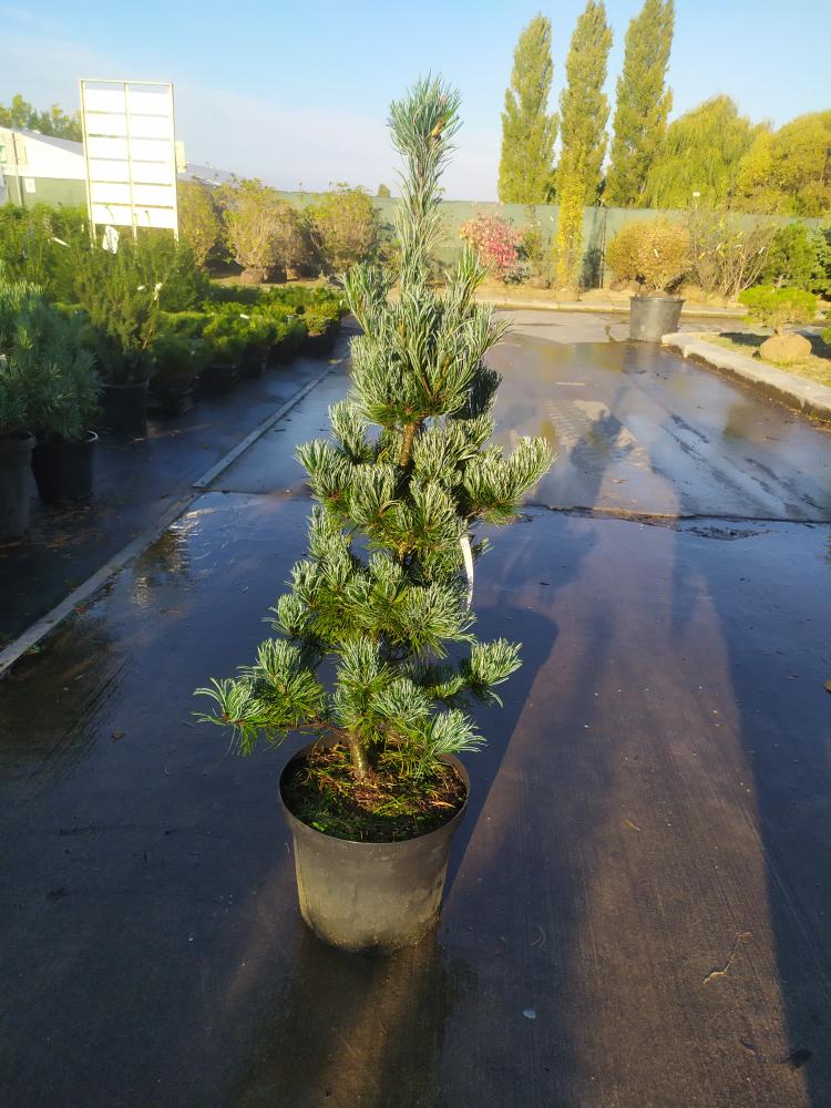 Pinus parviflora ´Tempelhof´