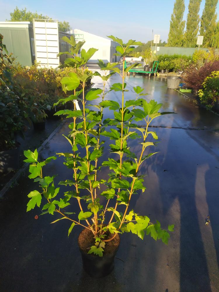 Viburnum opulus ´Roseum´