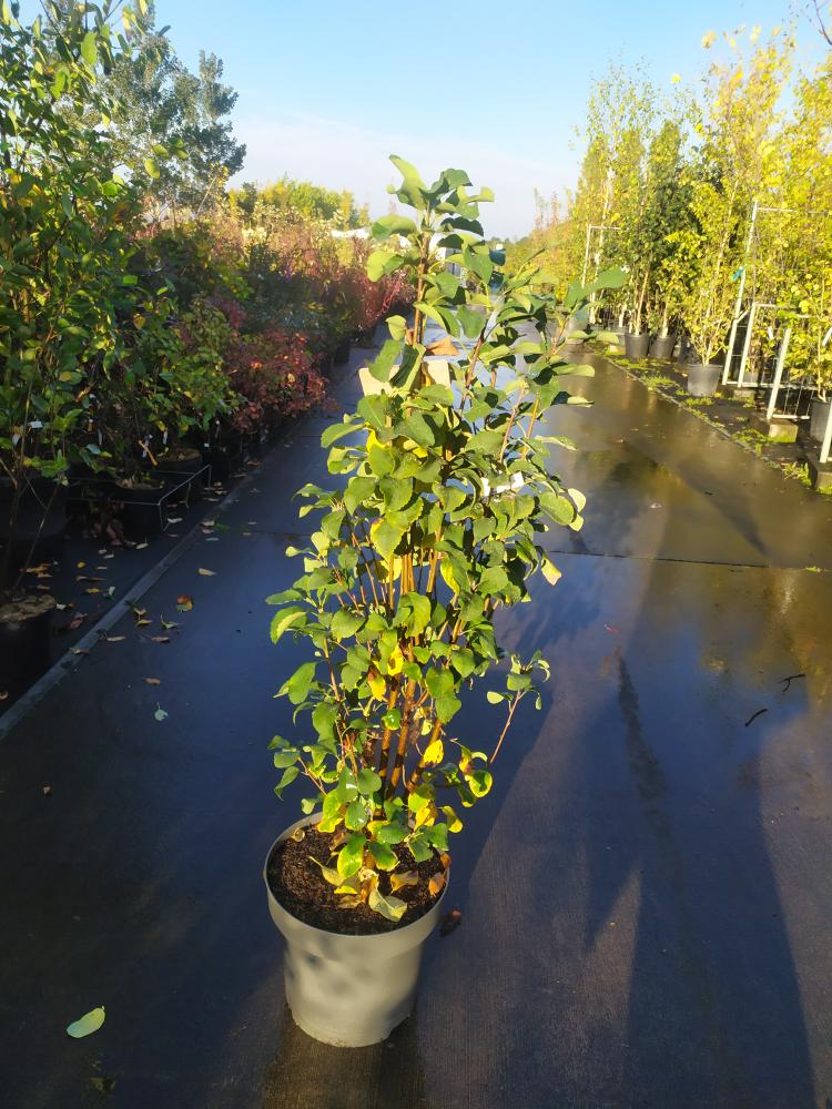 Amelanchier alnifolia ´Obelisk´