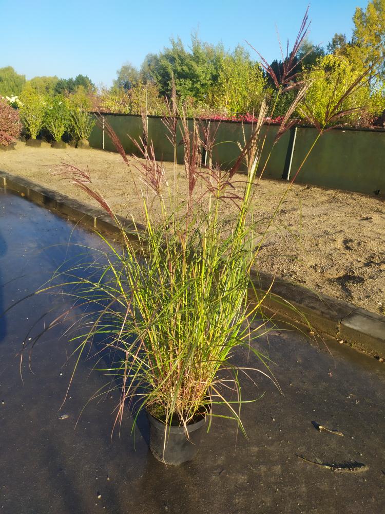 Miscanthus sinensis ´Red Chief´