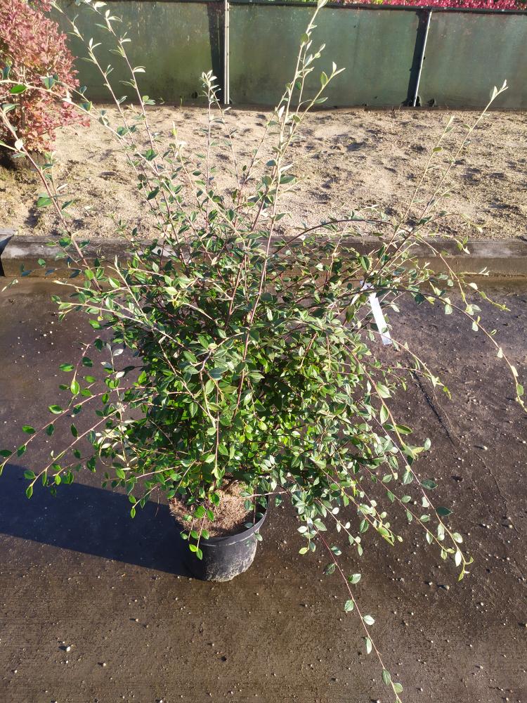 Cotoneaster franchetii
