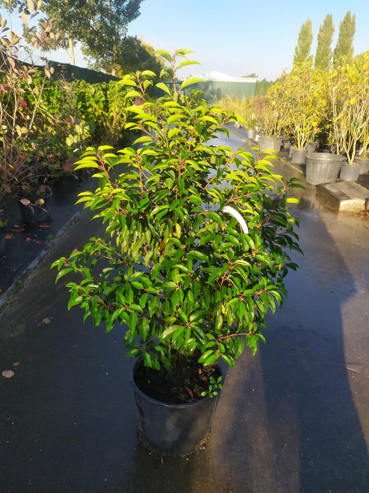 Prunus lusitanica ´Angustifolia´
