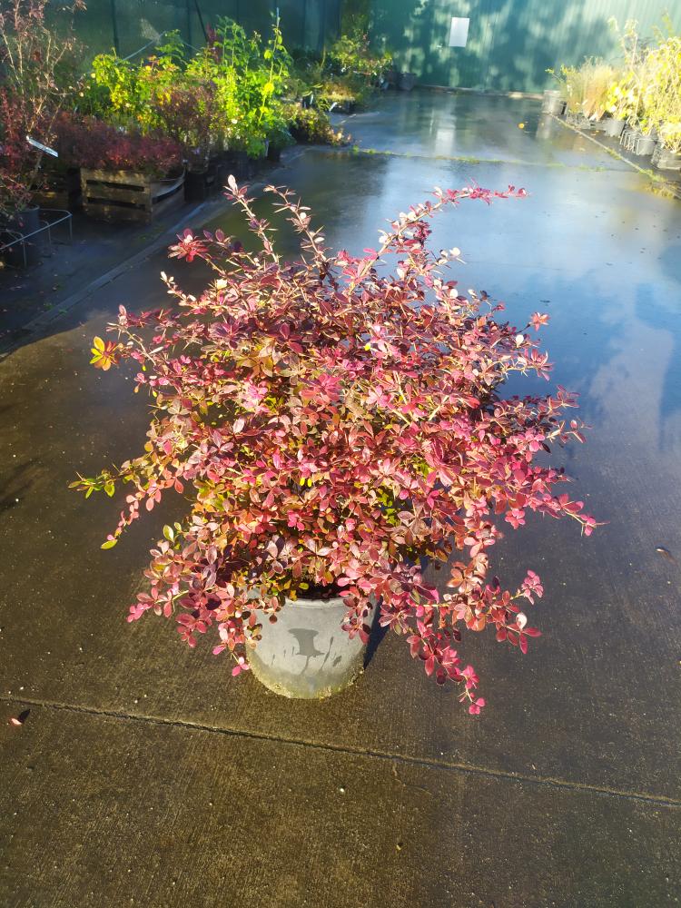 Berberis x media ´Red Jewel´