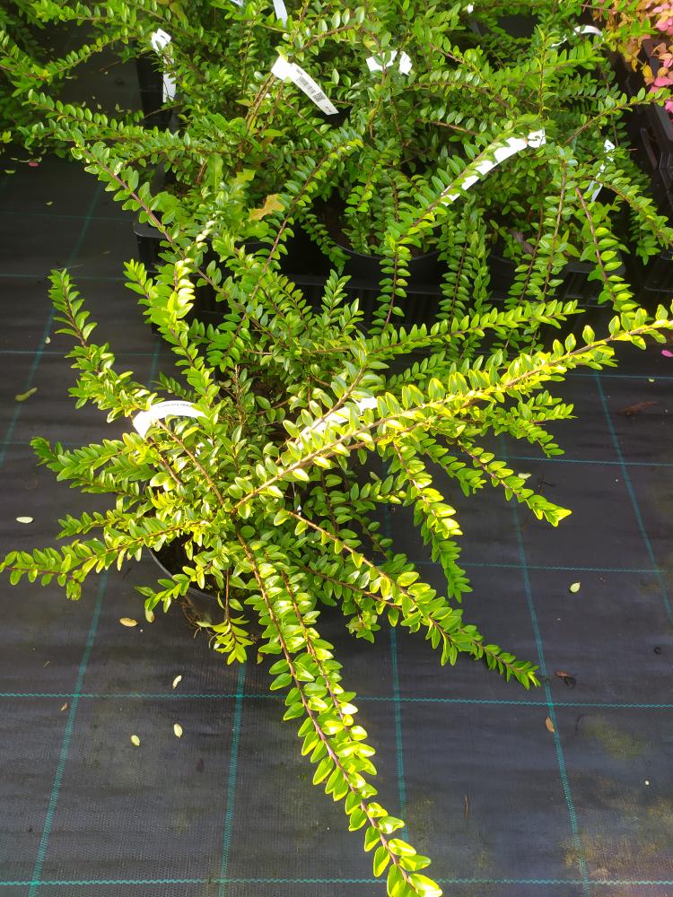 Lonicera nitida ´Maigrun´