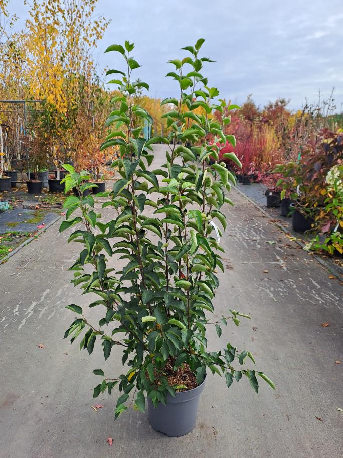 Malus ´Evereste´