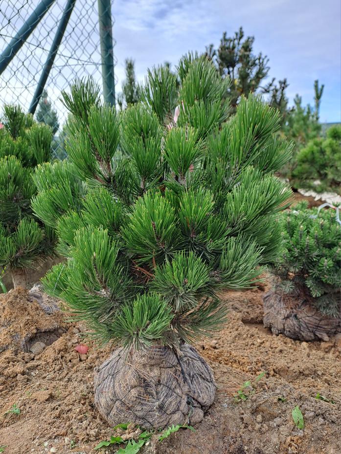 Pinus leucodermis ´Satelit´