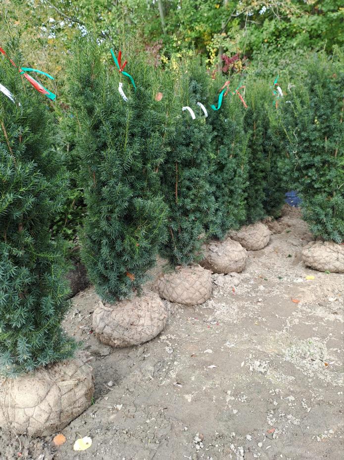 Taxus × media ´Hicksii´