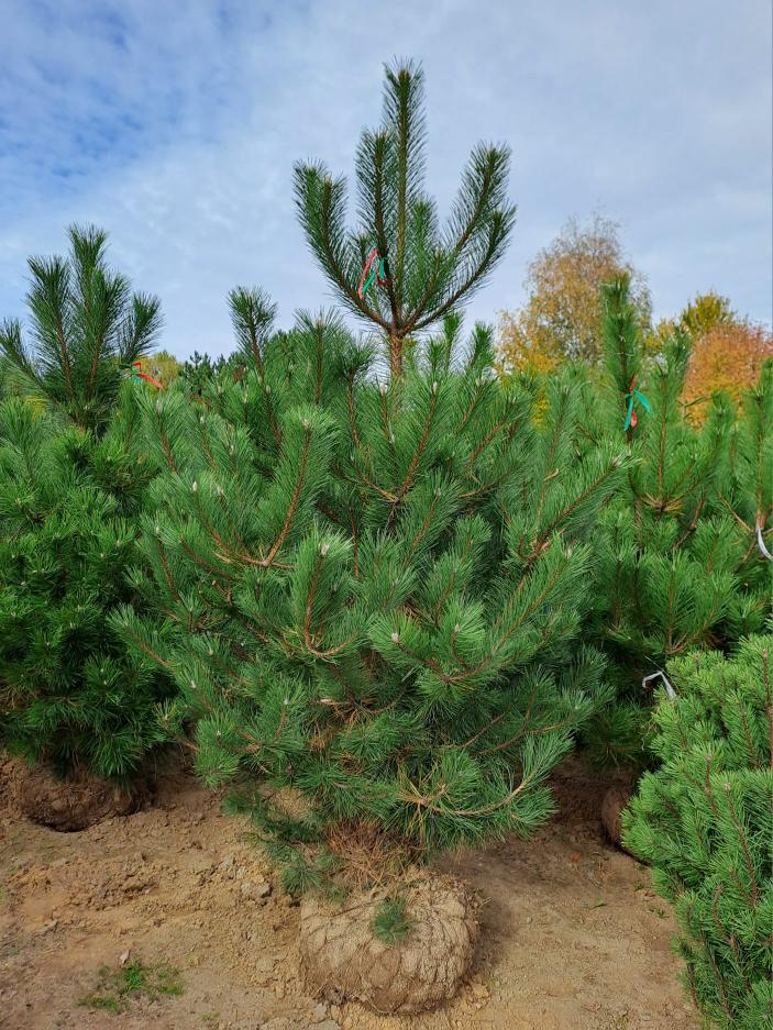 Pinus nigra