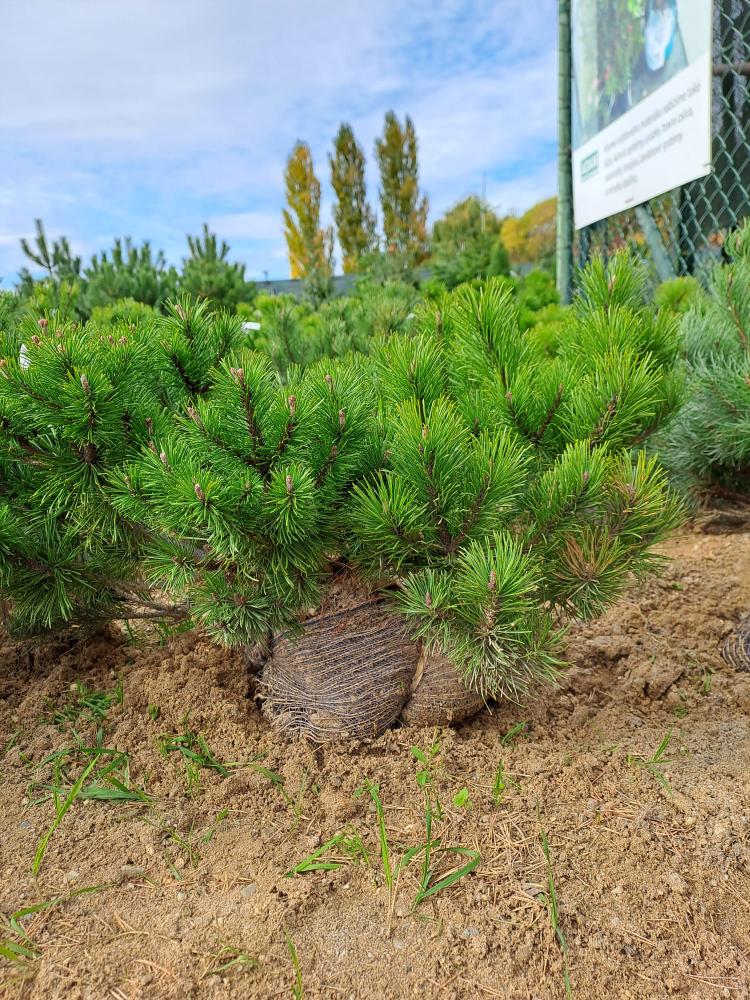 Pinus mugo ´Pumilio´
