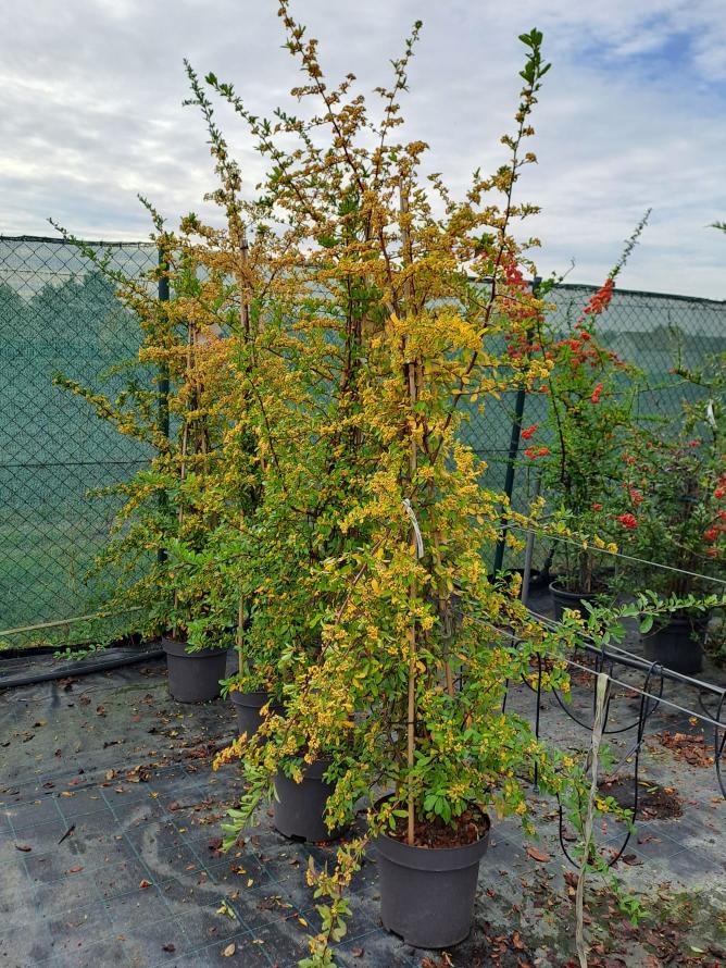 Pyracantha ´Saphyr Jaune´