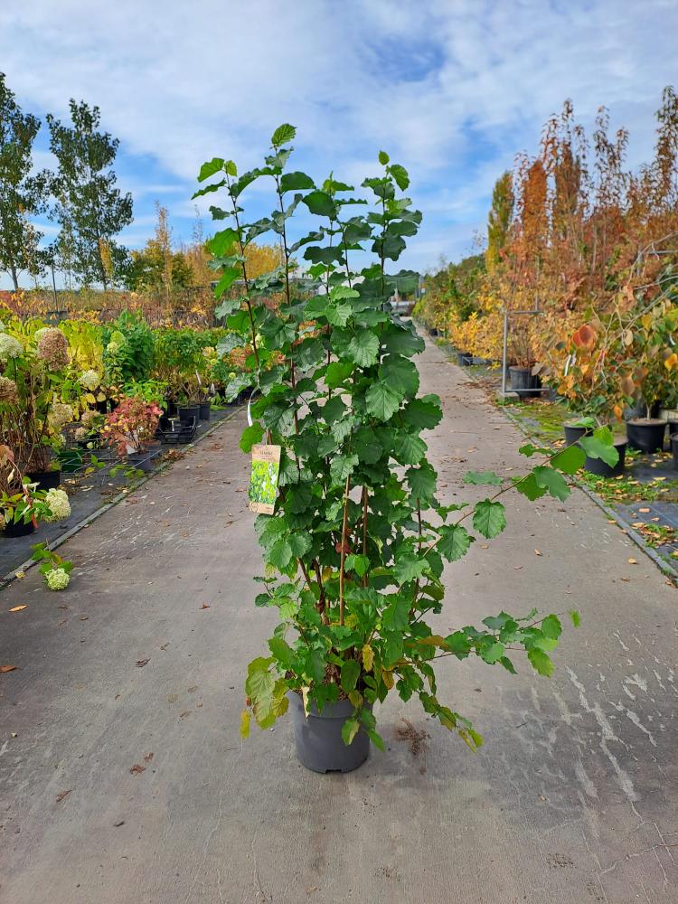 Corylus avellana