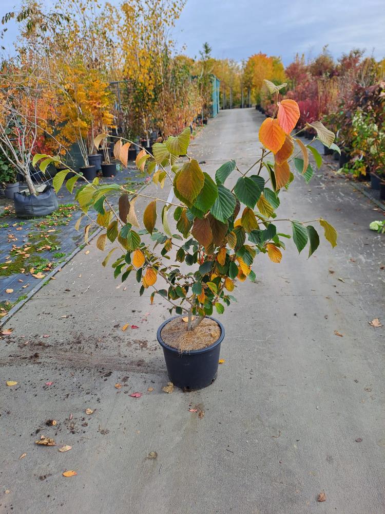 Hamamelis x intermedia ´Arnold Promise´
