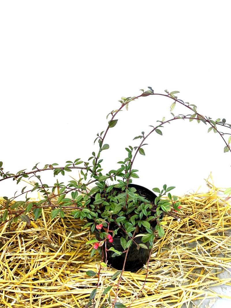 Cotoneaster salicifolius ´Parkteppich´