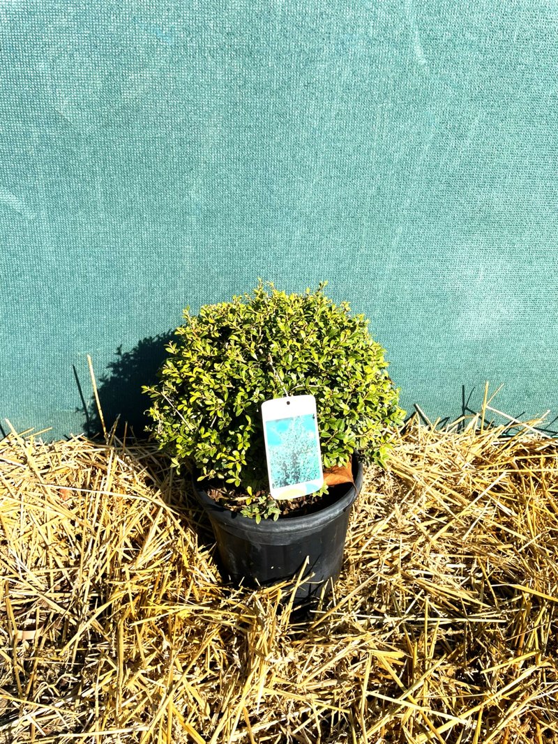 Ilex crenata ´Stokes´