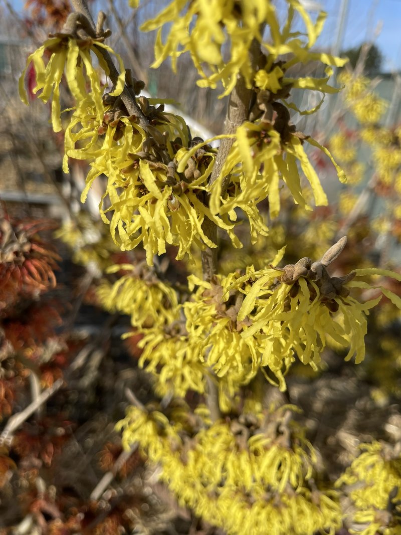 Hamamelis x intermedia ´Arnold Promise´