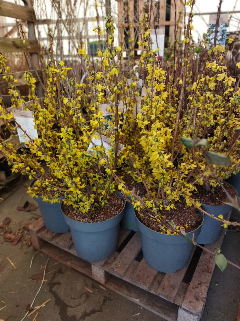 Forsythia x intermedia ´Goldrausch´