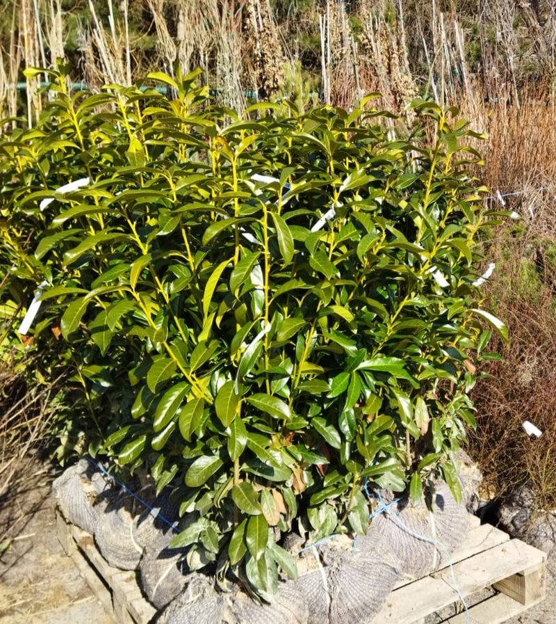 Prunus laurocerasus ´Genolia´