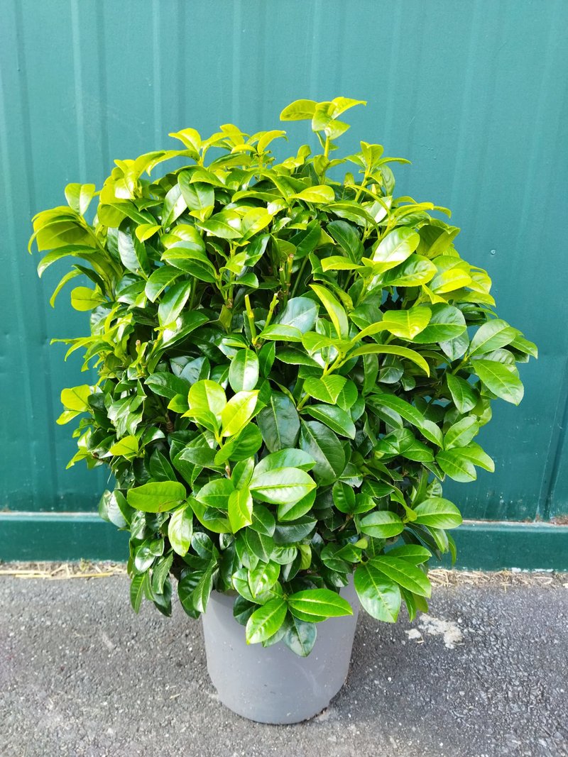 Prunus laurocerasus ´Ani´