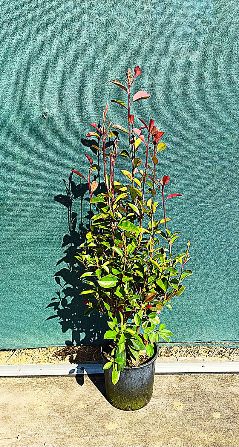Photinia x fraseri ´Red Robin´