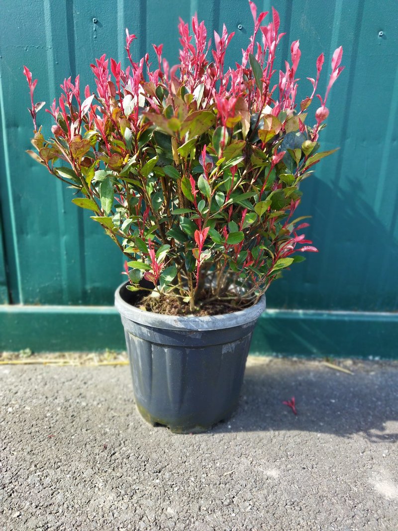 Photinia fraseri ´Little Red Robin´