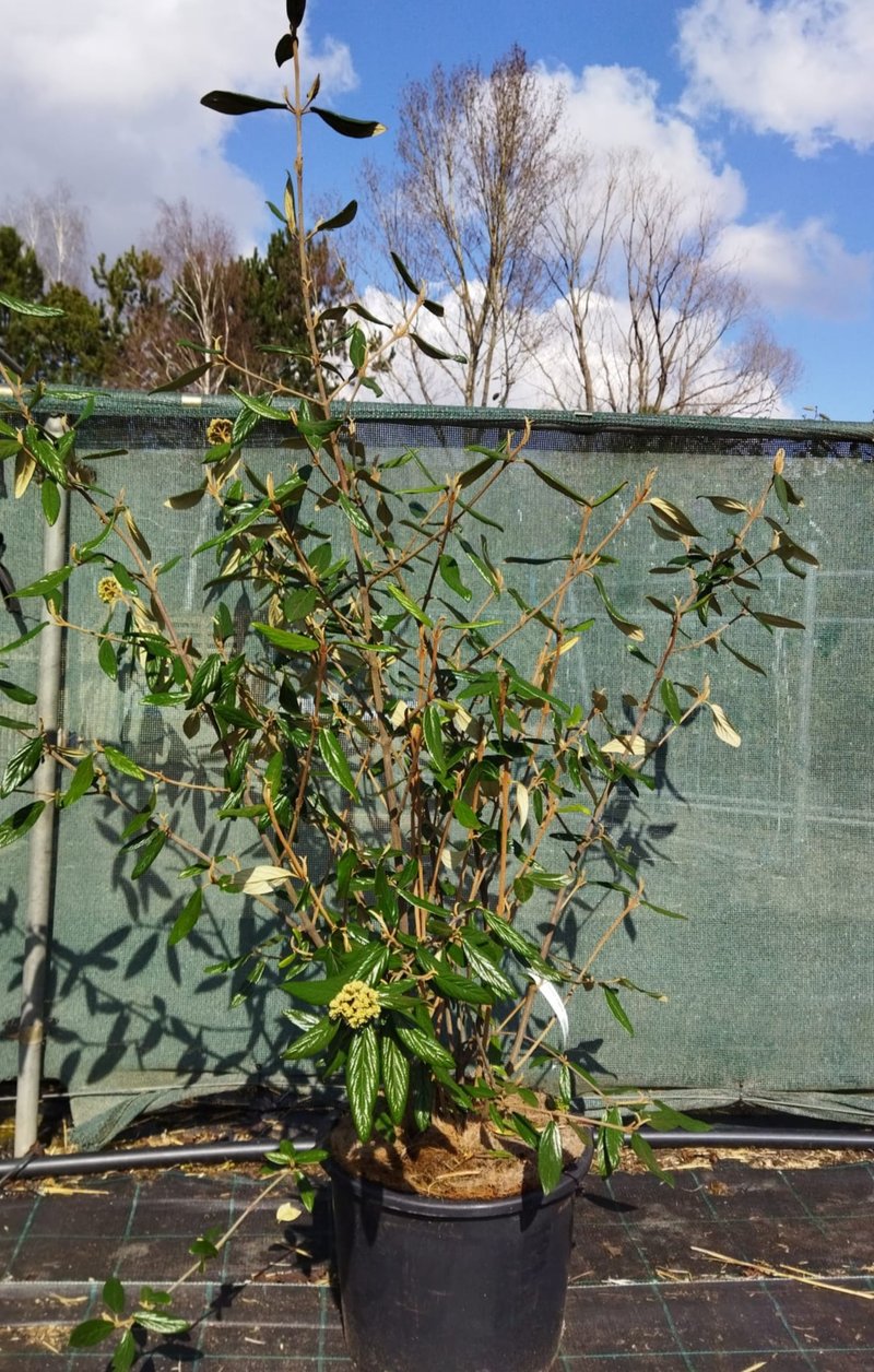 Viburnum ´Pragense´