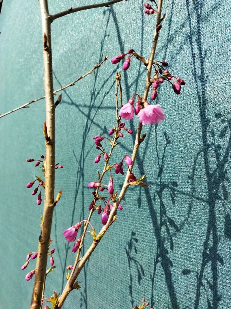 Prunus subhirtella ´Fukubana´