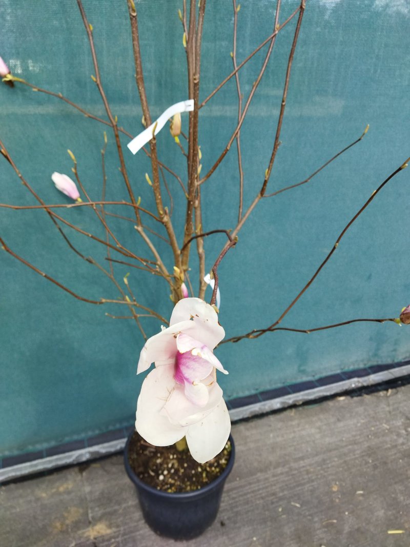 Magnolia soulangeana