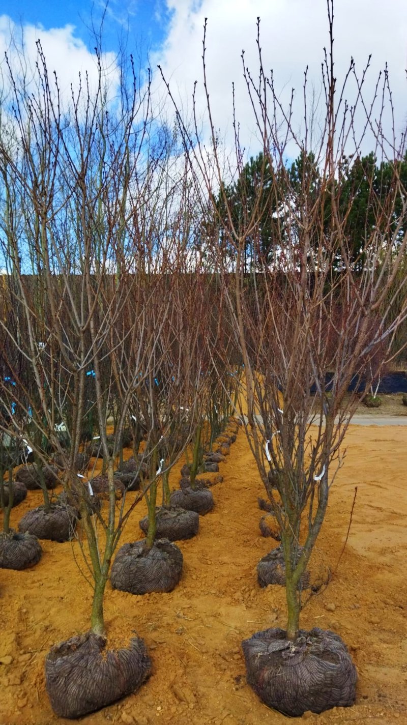 Prunus serrulata ´Royal Burgundy´