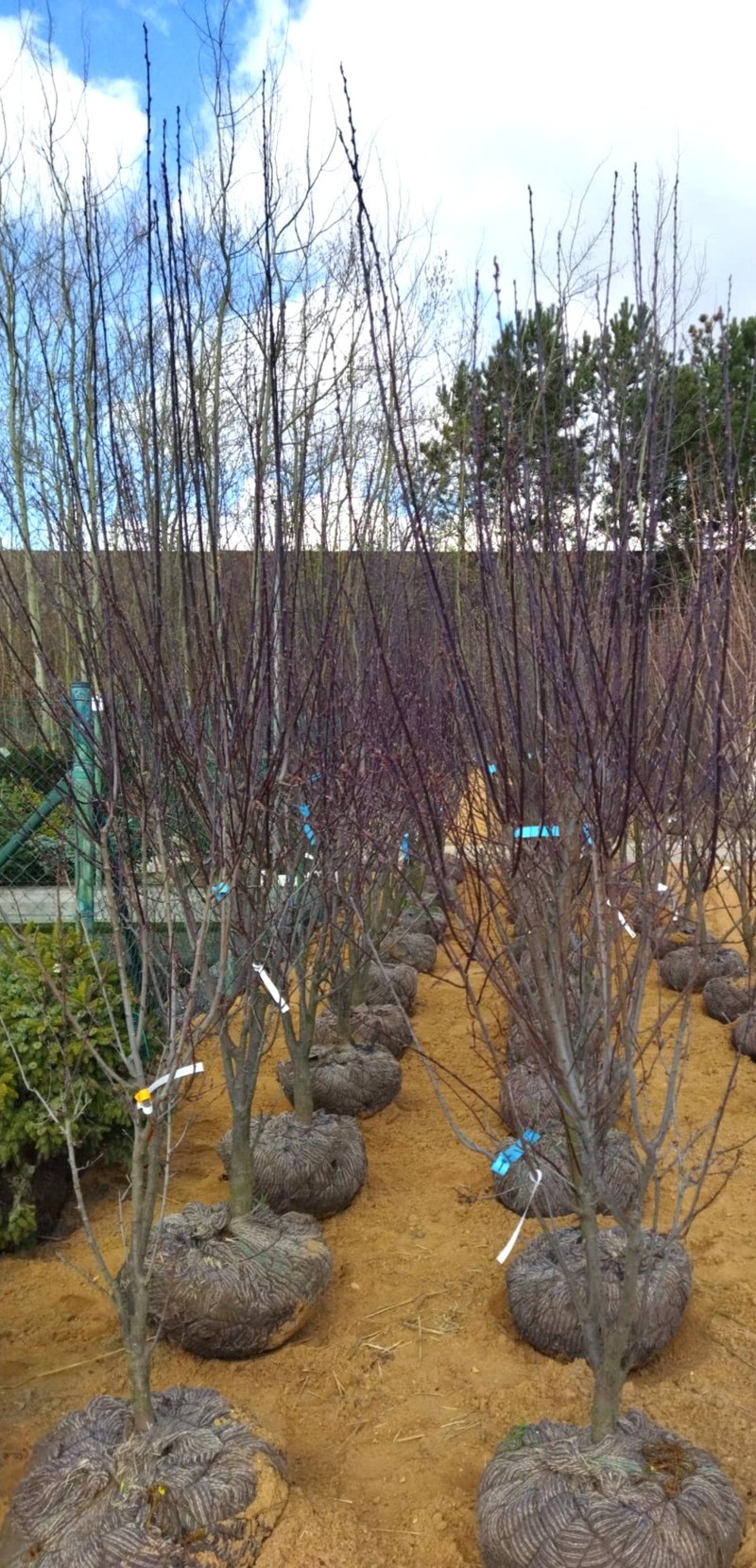 Prunus cerasifera ´Nigra´