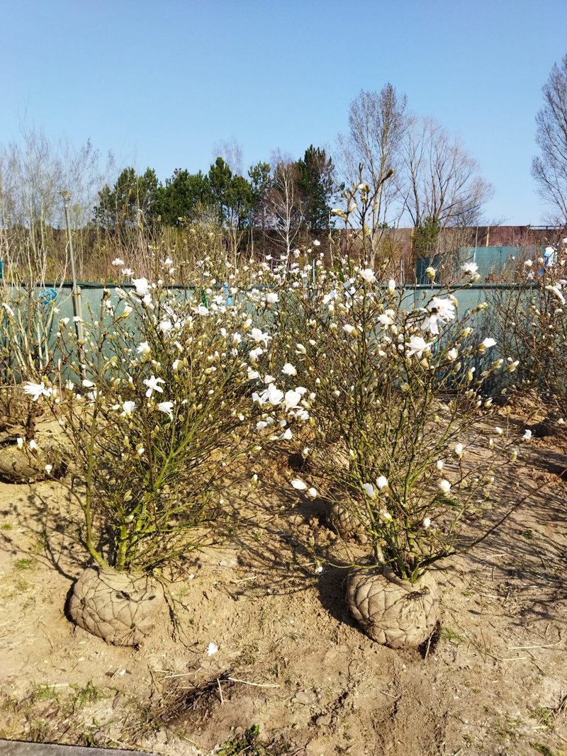 Magnolia stellata