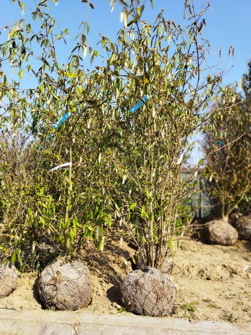 Viburnum ´Pragense´