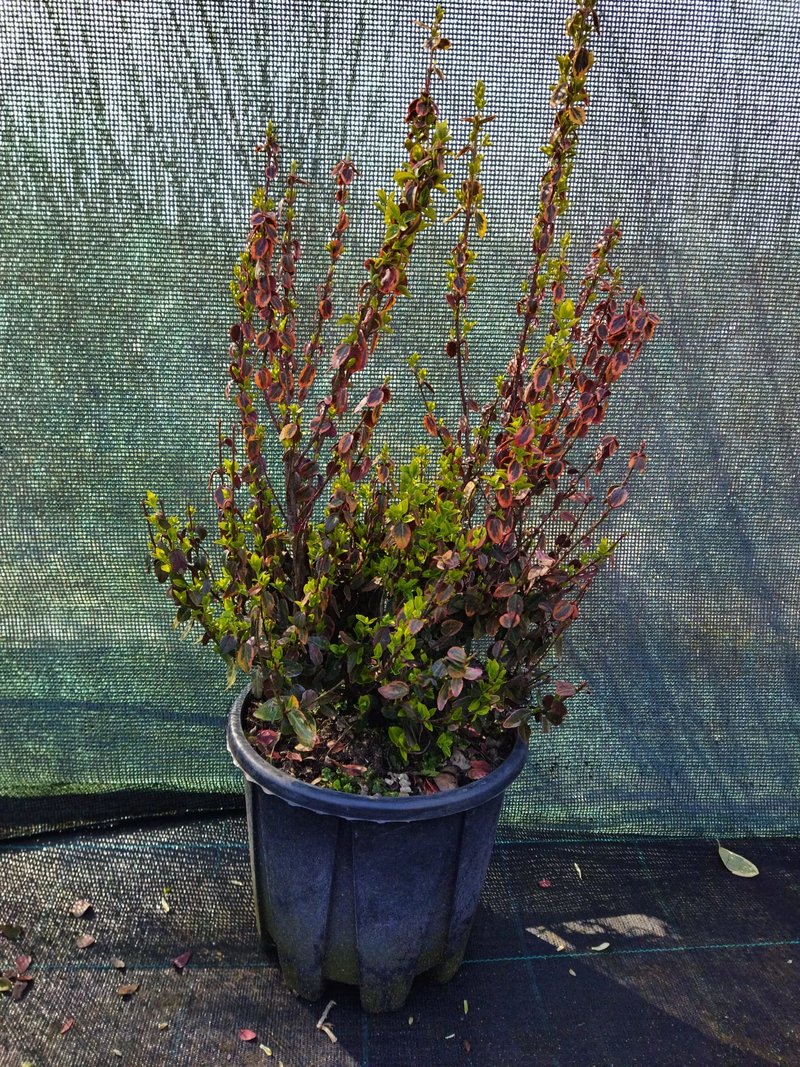 Euonymus fortunei ´Emerald´n Gold´