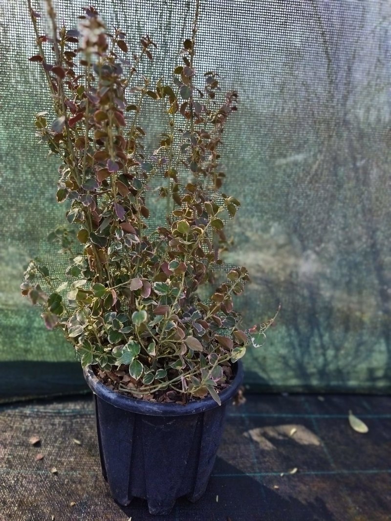 Euonymus fortunei ´Emerald Gaiety´