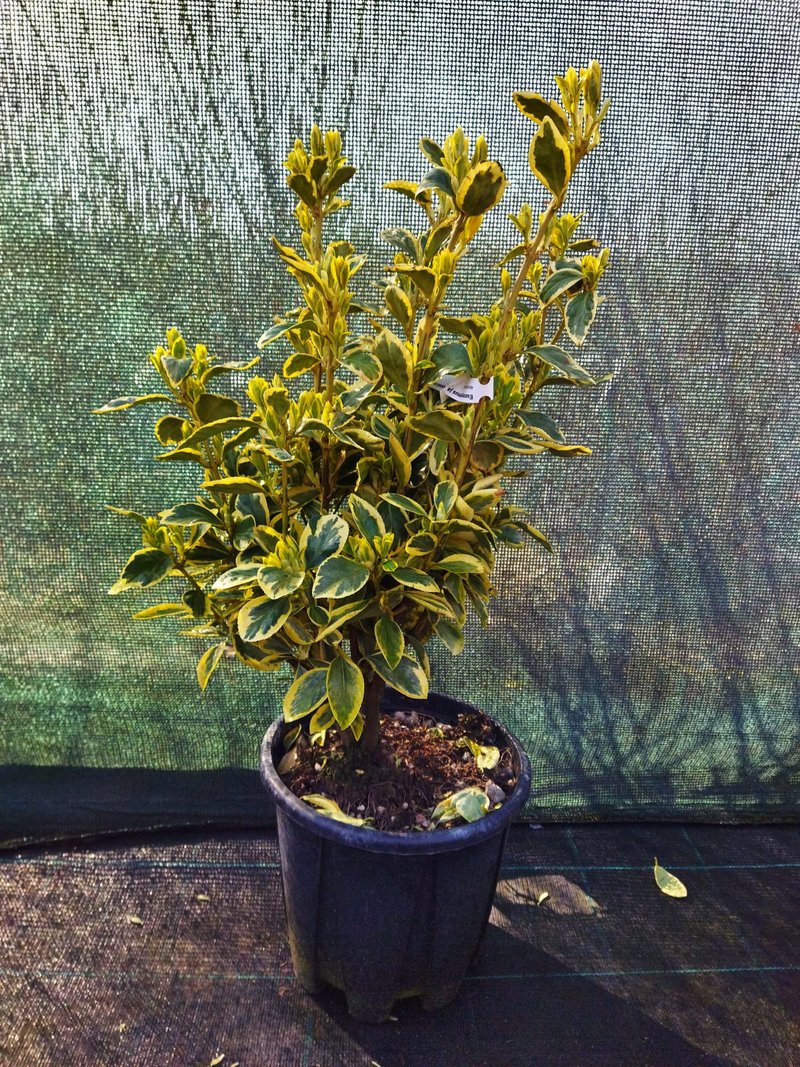 Euonymus japonicus ´Bravo´