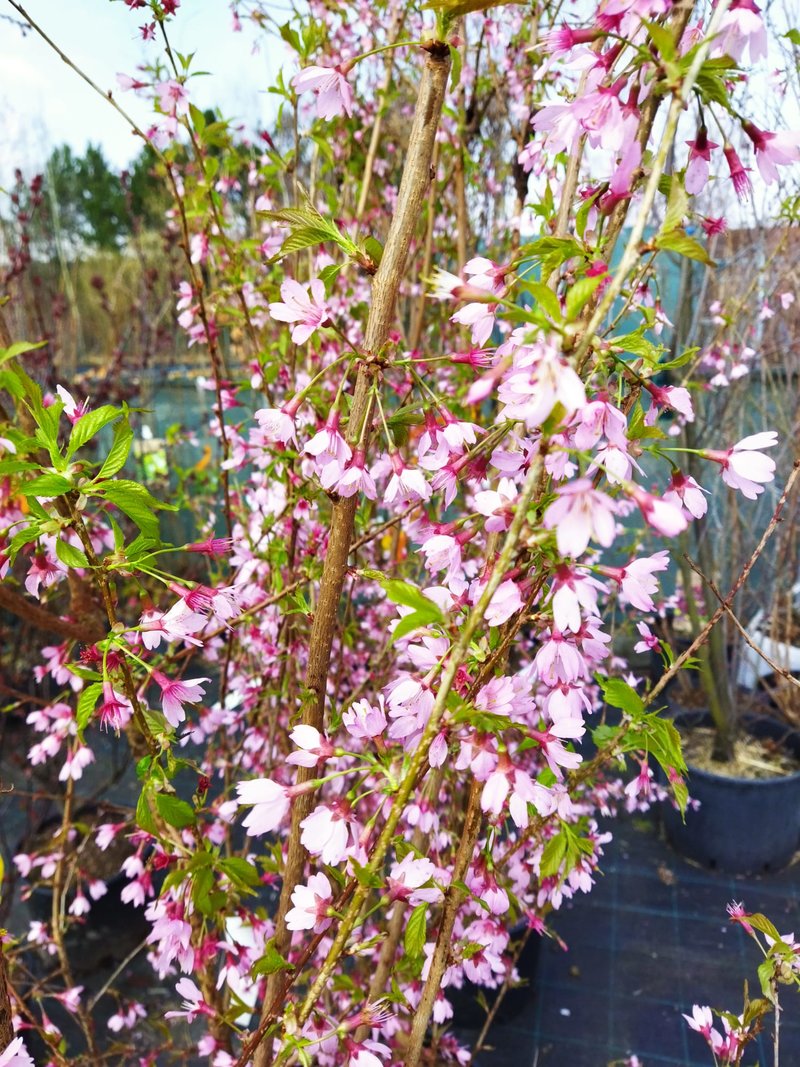 Prunus ´Okame´