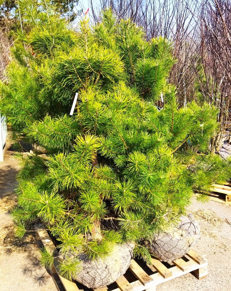 Pinus sylvestris