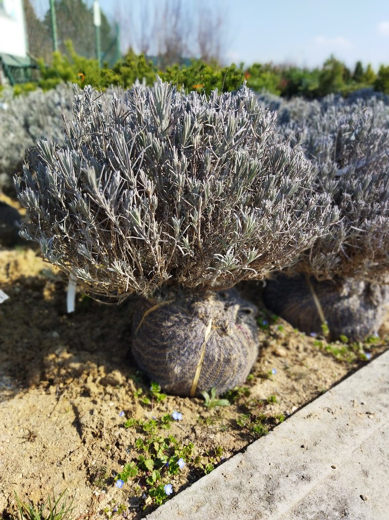 Lavandula angustifolia ´Felice´