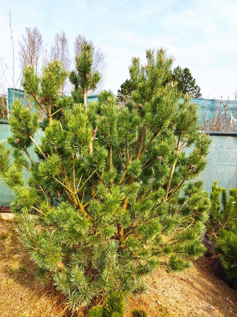 Pinus sylvestris ´Beuvronensis´