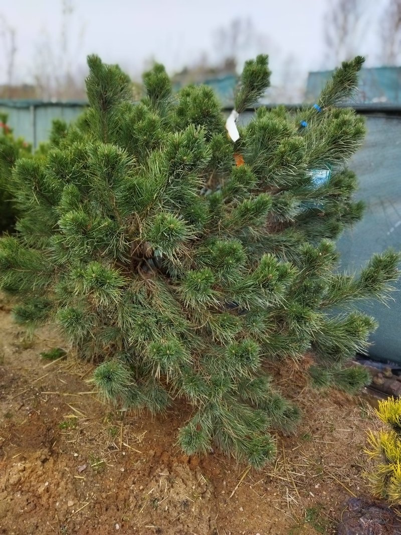 Pinus sylvestris ´Watereri´