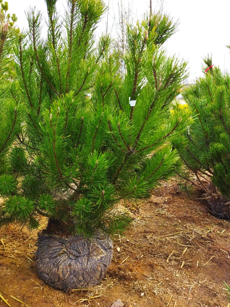 Pinus mugo ´Pumilio´