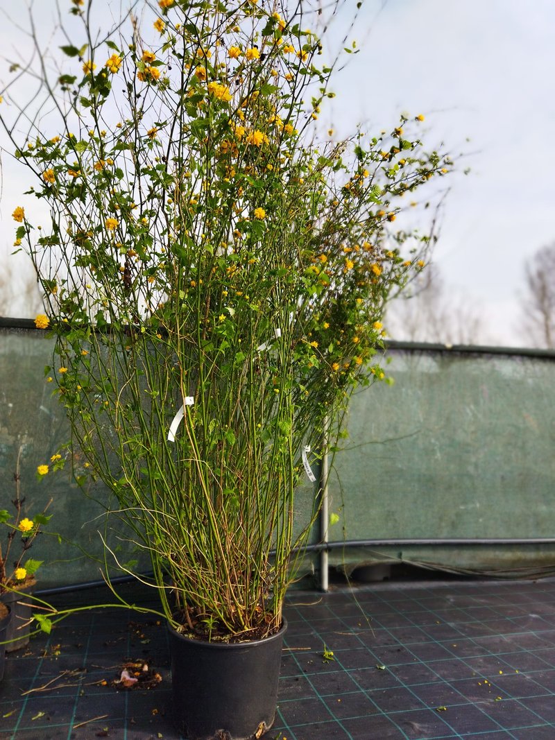 Kerria japonica ´Pleniflora´