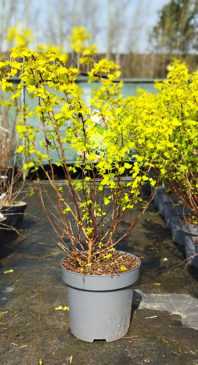 Physocarpus opulifolius ´Dart´s Gold´