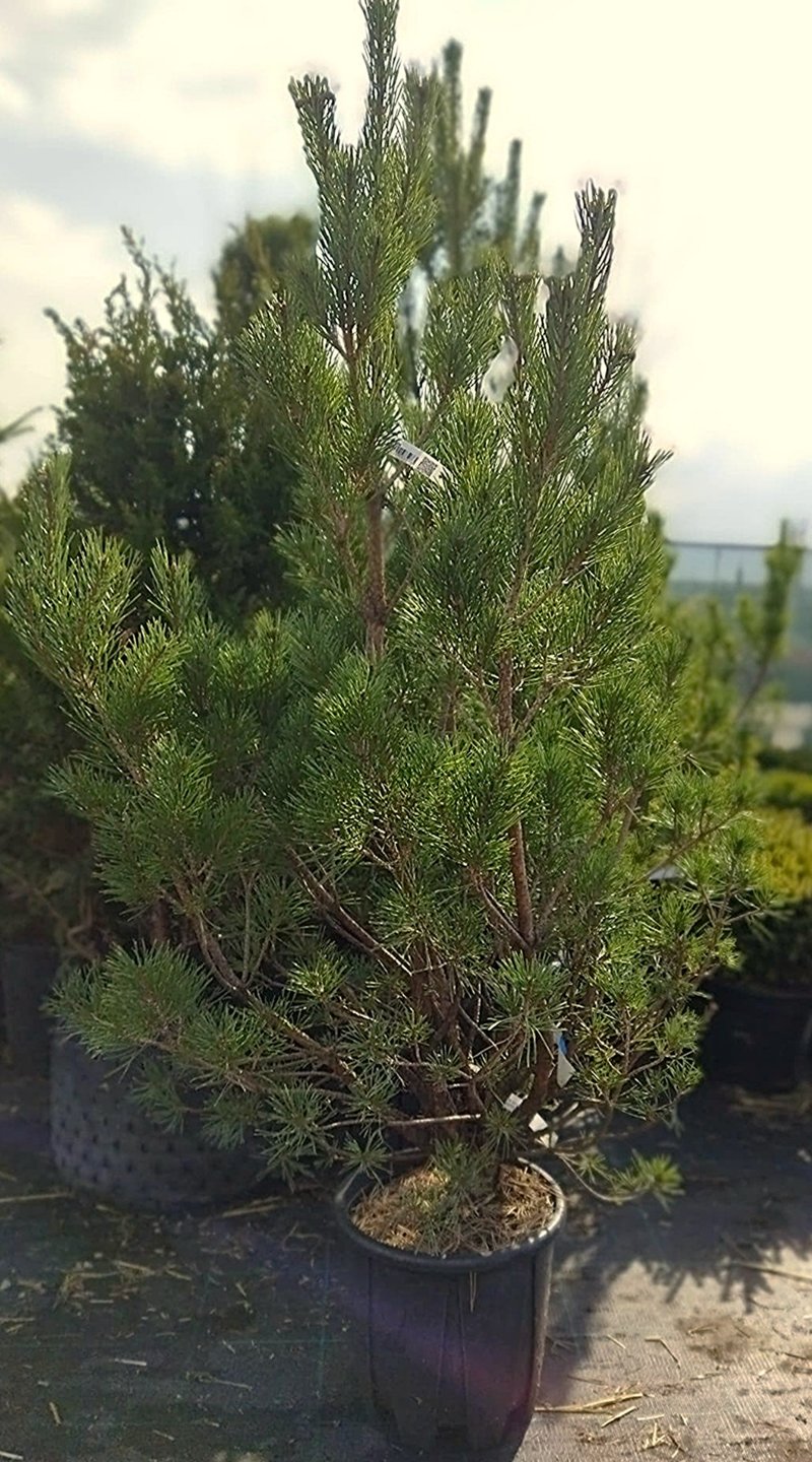 Pinus sylvestris ´Watereri Nana´