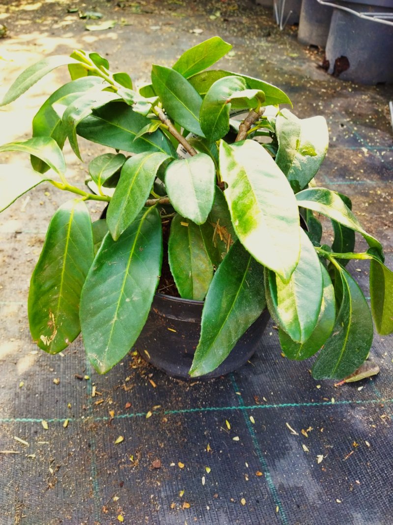 Prunus laurocerasus ´Otto Luyken´