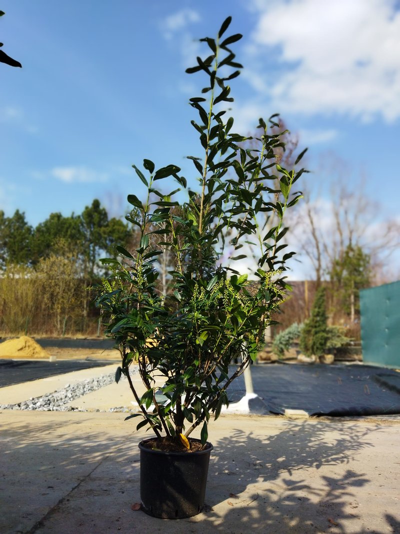 Prunus laurocerasus ´Caucasica´