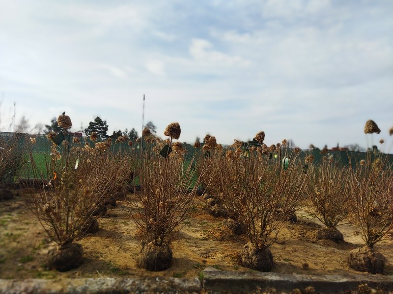 Hydrangea paniculata ´Limelight´