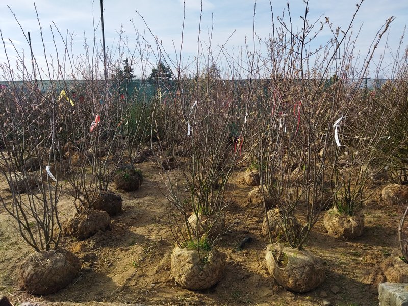 Amelanchier lamarckii